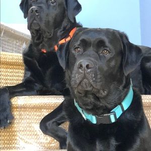 Meet your Posher, Elizabeth